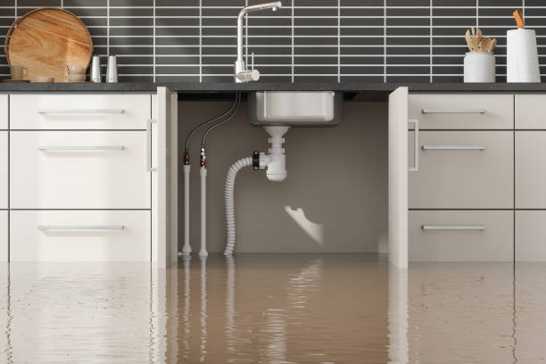 Best Mold removal after water damage  in Brookdale, SC
